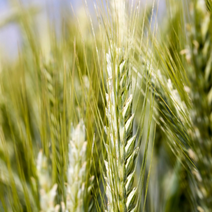 Agricultura ecológica en Castilla y León