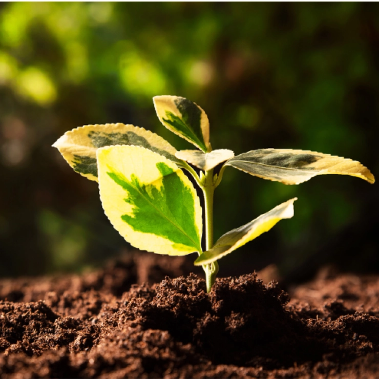 Agricultura ecológica en Castilla y León